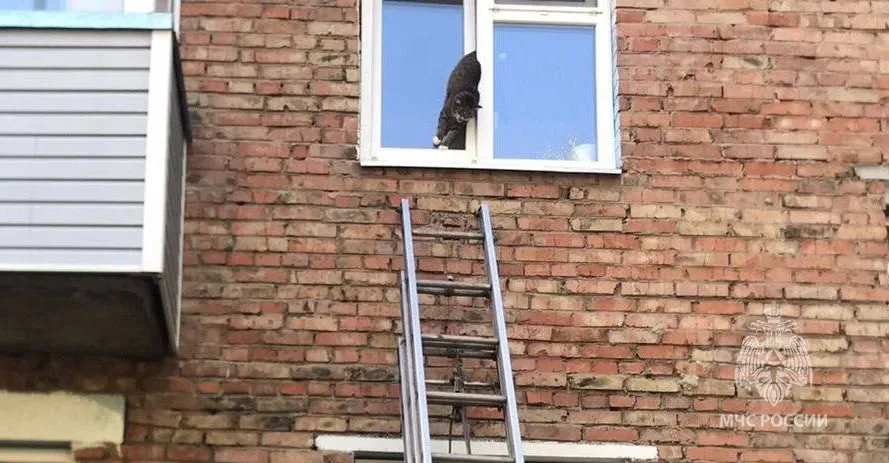 В Красноярском крае пожарные спасли застрявшего в окне кота