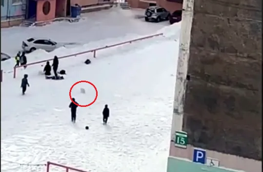 В Красноярском крае с начала года зафиксировано 9 случаев укуса песцов
