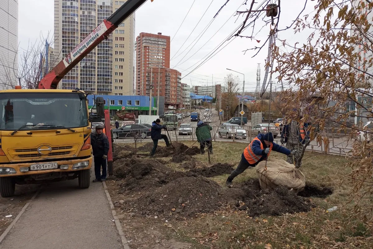 Больше 20 тысяч деревьев посадили в Красноярске активные горожане