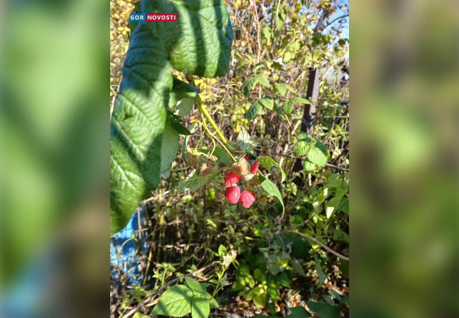 Красноярские дачники собирают урожай малины в октябре