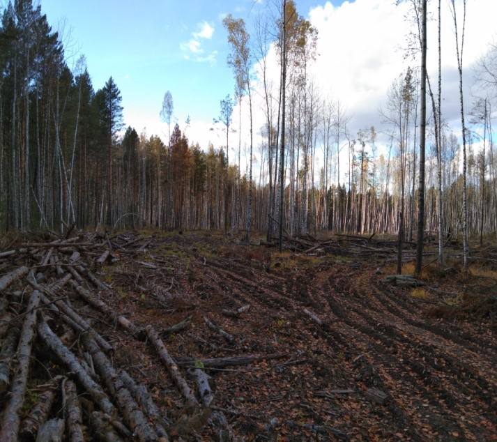 В Красноярском крае «черный лесоруб» на 108 миллионов предстанет перед судом