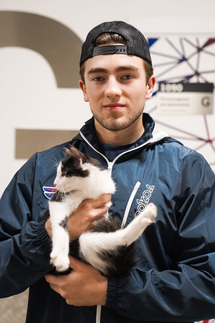 сокол животные 3.jpg
