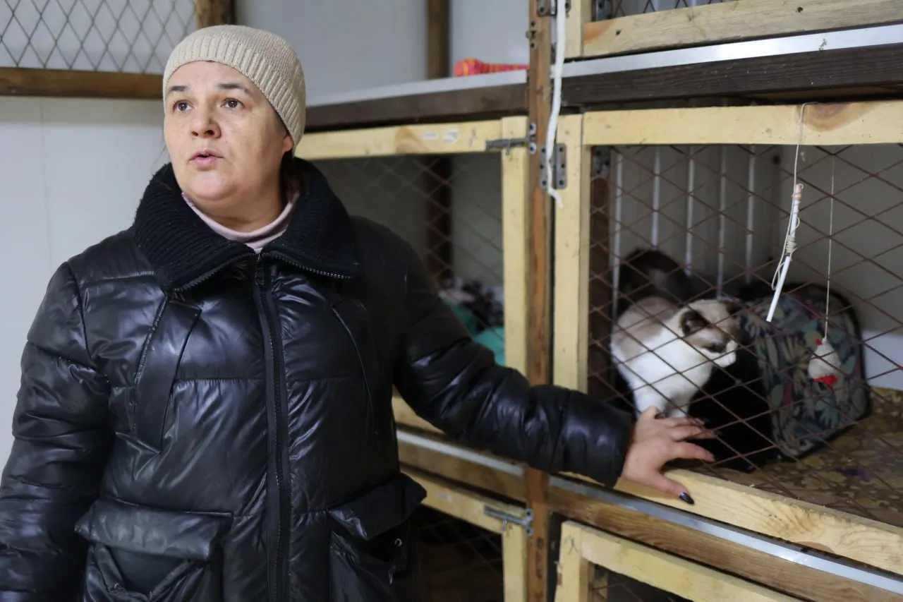 «Нам приходится ехать и спасать в два часа ночи». Рассказываем о работе приюта для бездомных животных