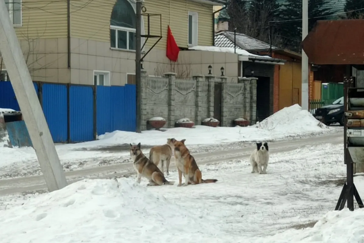 В Красноярске за неделю отловили 33 бездомных собаки
