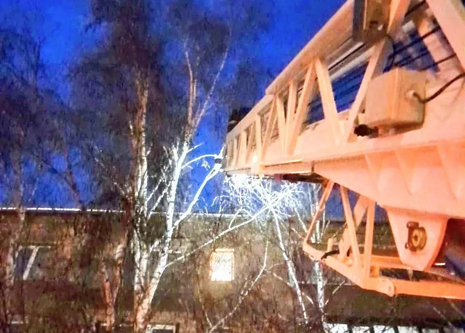 В Красноярском крае испуганного собаками кота спасли с дерева