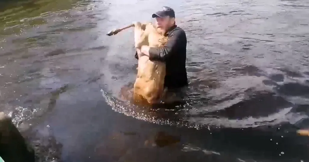 В заповеднике на севере Красноярского края спасли маленького лося