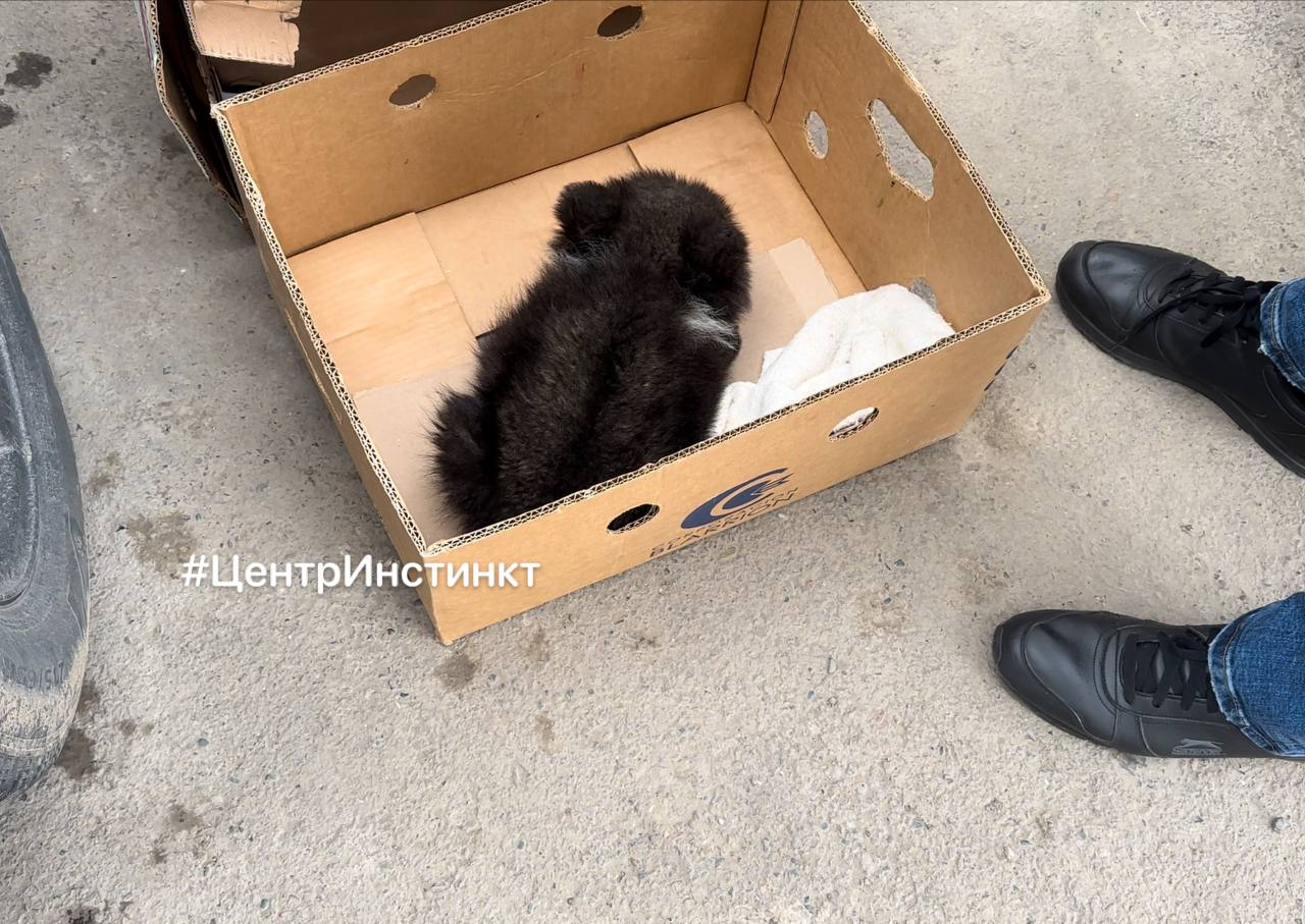 Красноярские зооволонтеры выхаживают найденного на трассе медвежонка
