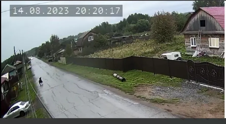 На западе Красноярского края медведи бродят по улицам села и пугают местных жителей