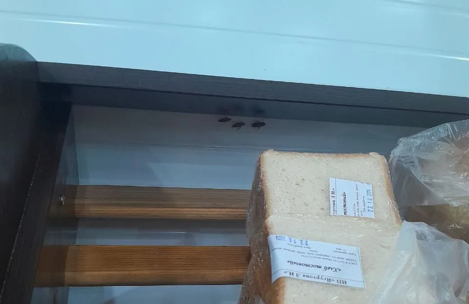 В одном из магазинов Лесосибирска тараканы гуляли по прилавкам с хлебом