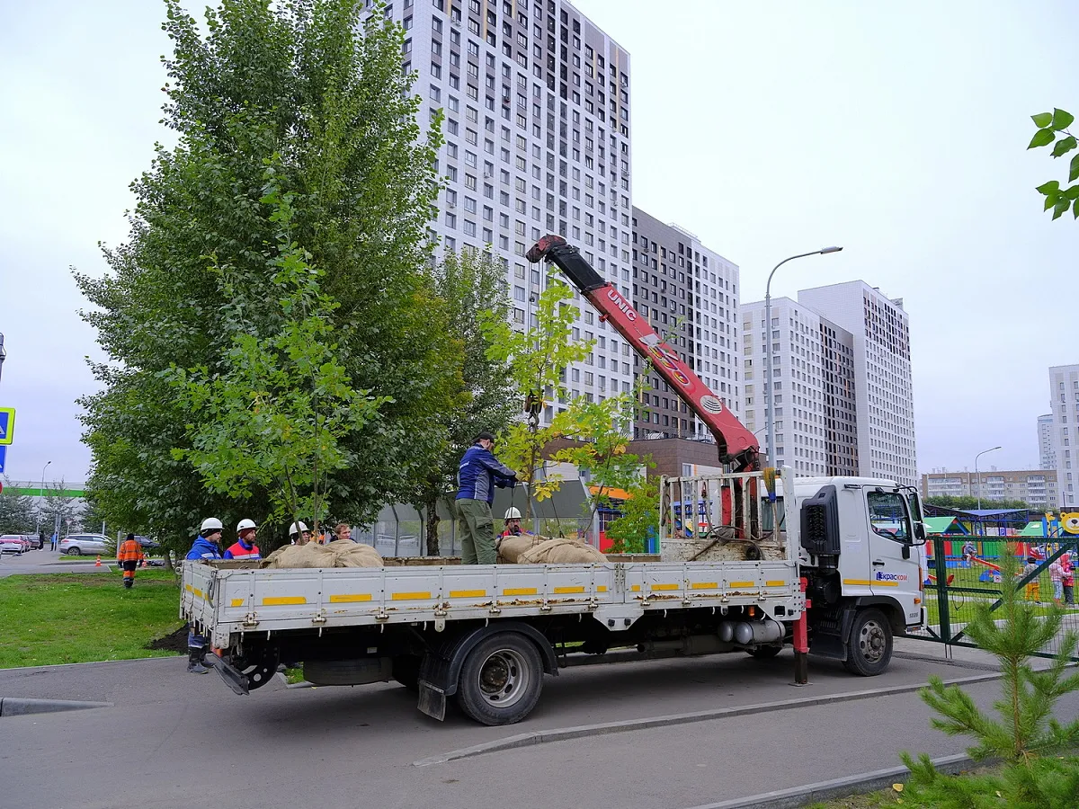В Красноярске за неделю посадили 2 тысячи 24 дерева