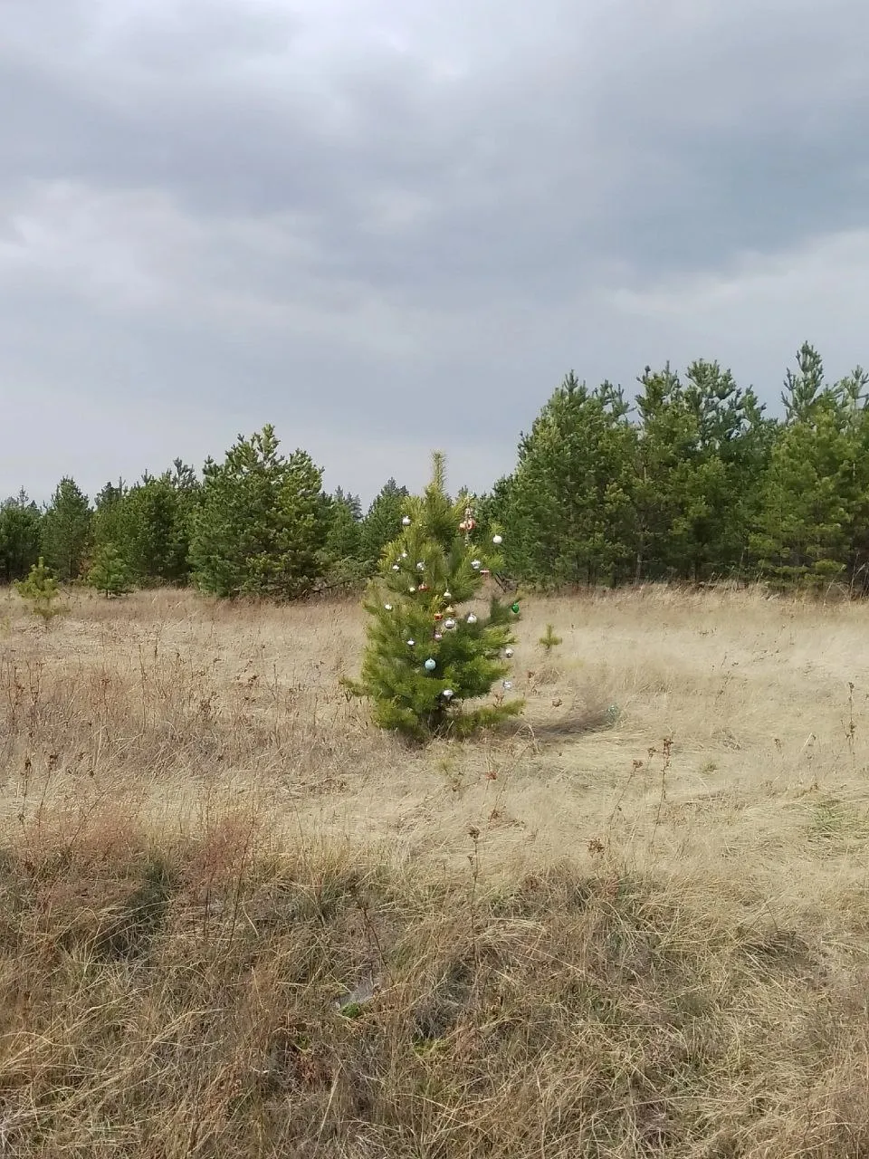 В Красноярском крае в лесу обнаружили опасную ель