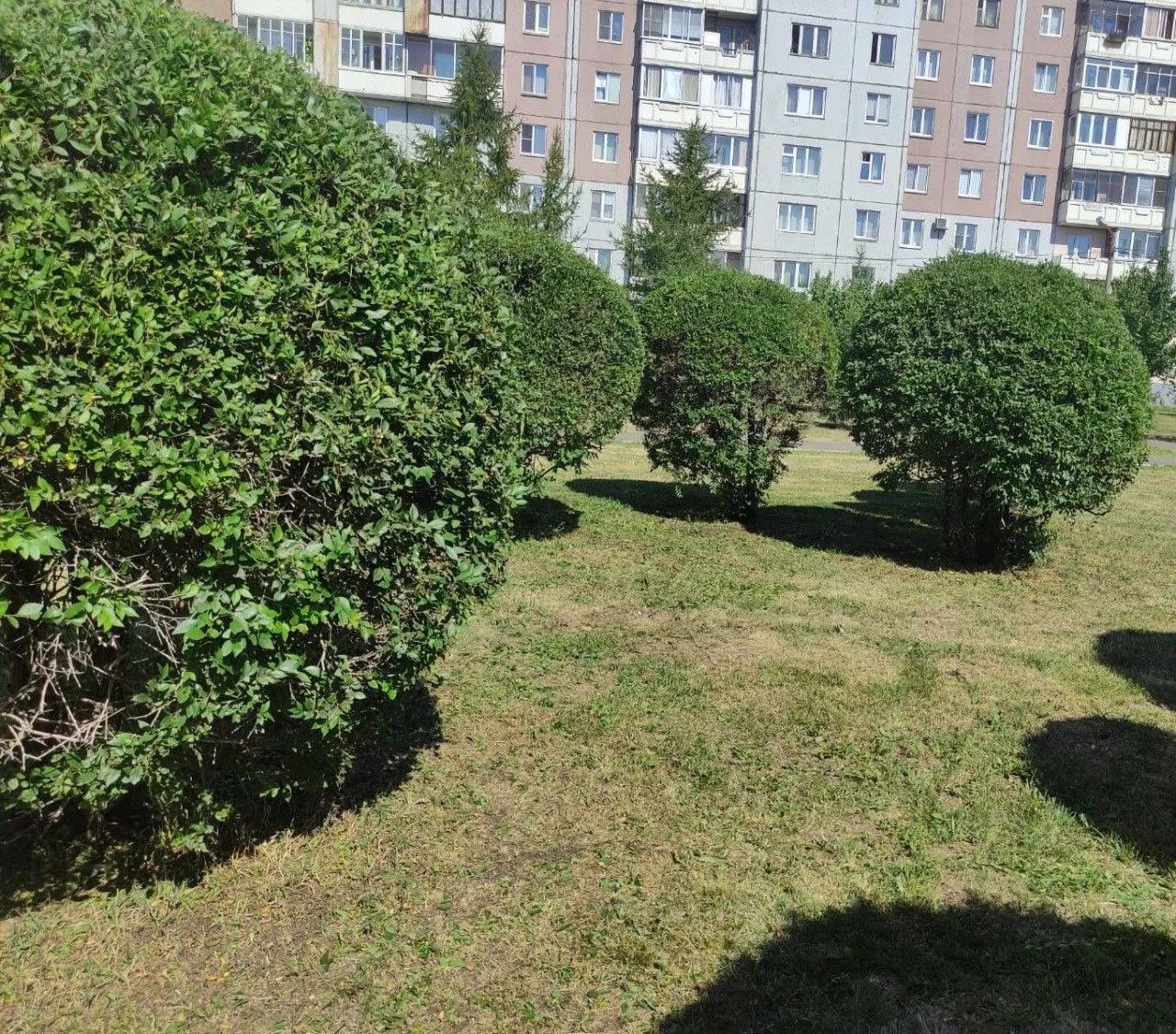 В Красноярске занимаются формовочной обрезкой кустарников