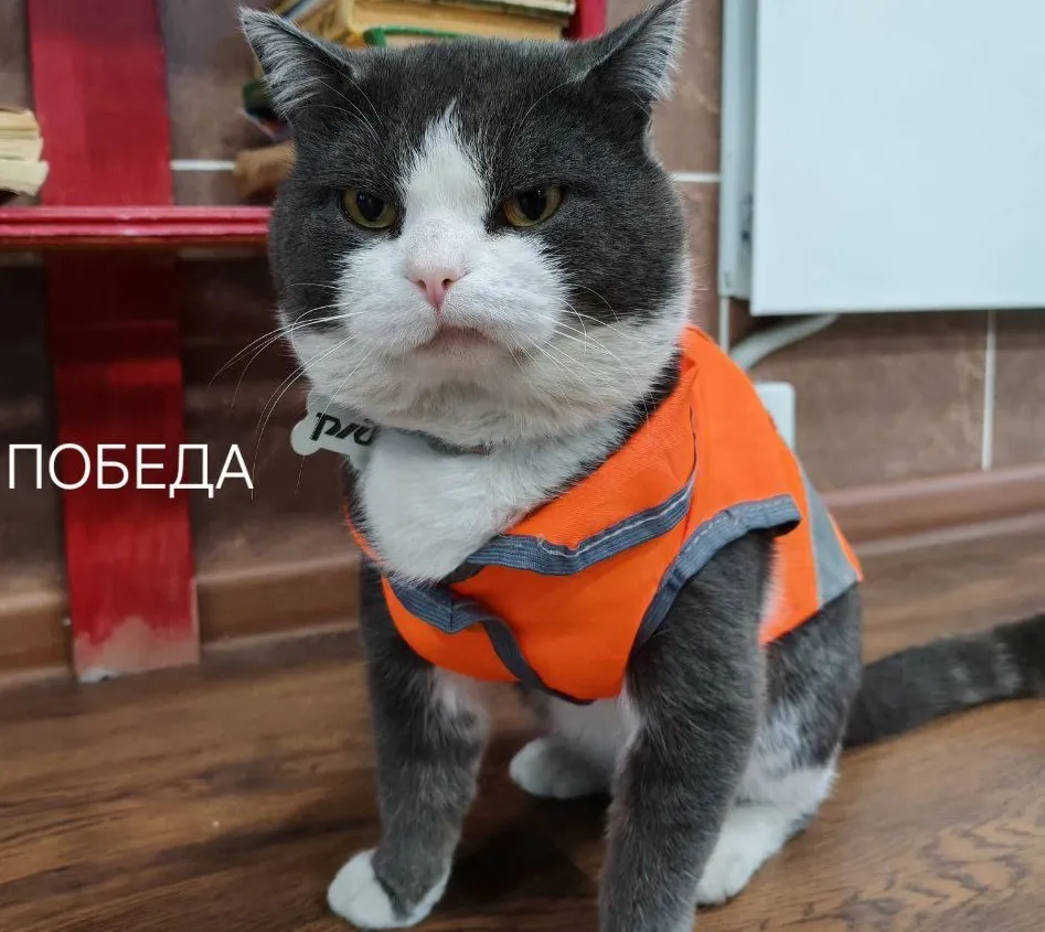 В Красноярском крае заболел талисман железнодорожной станции кот Батон