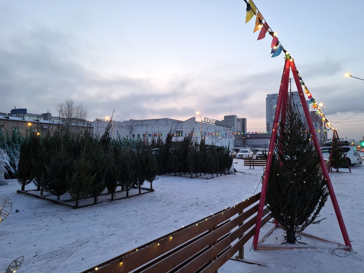 В Центральном районе Красноярска заработали два елочных базара