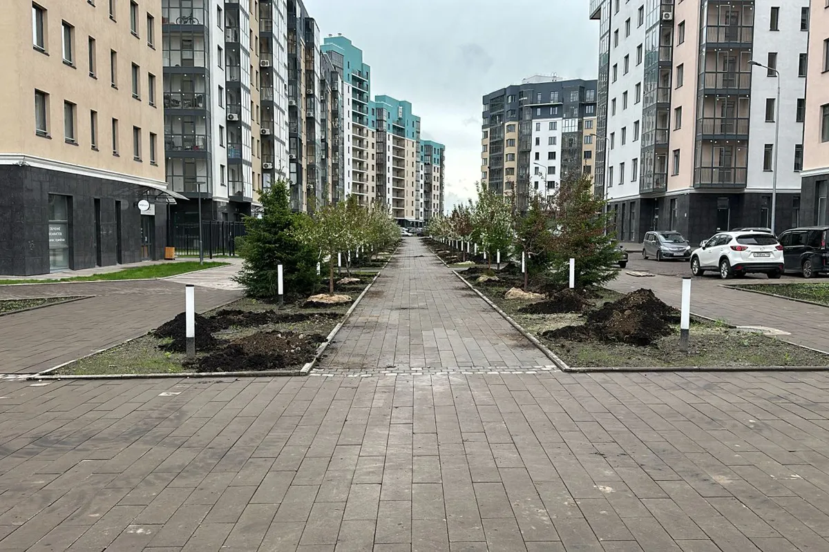 Больше 1400 новых крупномерных деревьев высадили в Красноярске за эту неделю