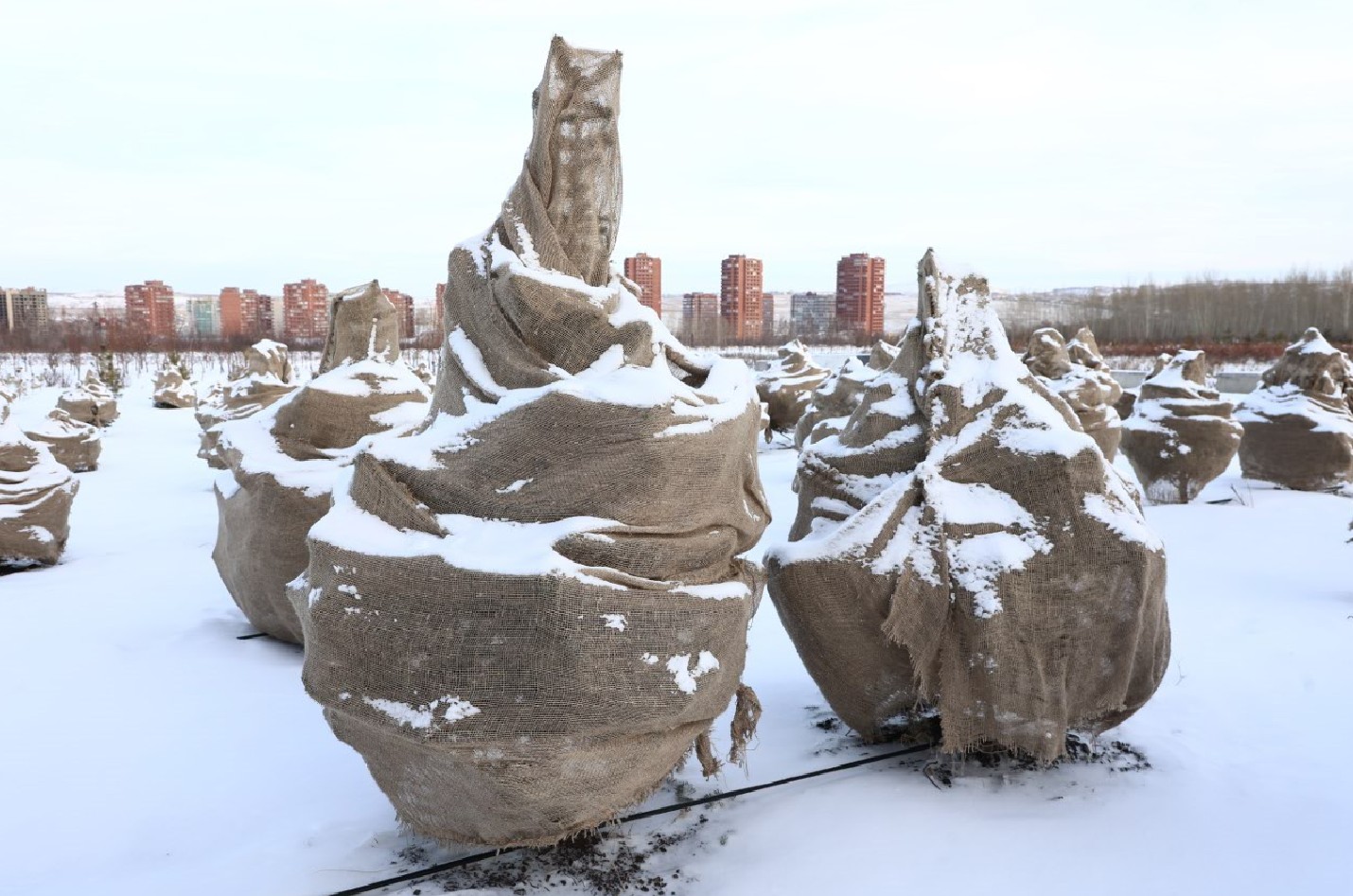 Маленькой ёлочке не холодно зимой. Какие сорта хвойных деревьев выращивают для озеленения города