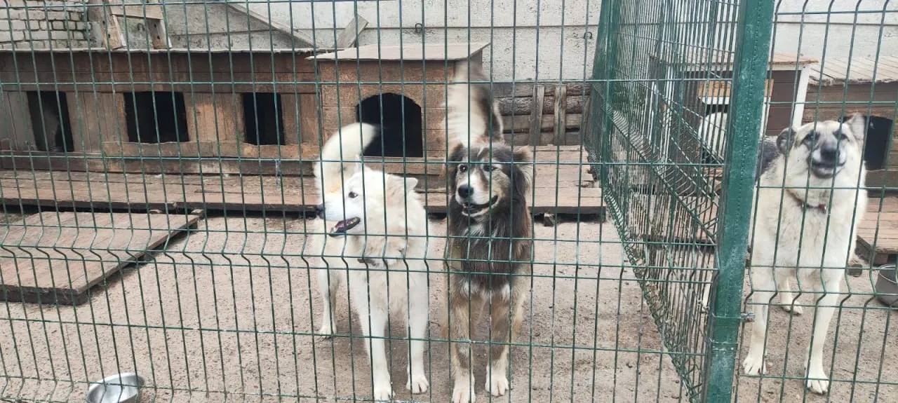 В Красноярске с начала года отловили 45 бродячих собак