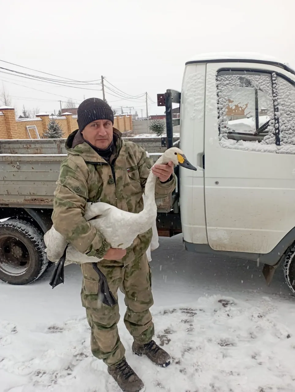В Красноярске в Озеро-парке спасли краснокнижного лебедя