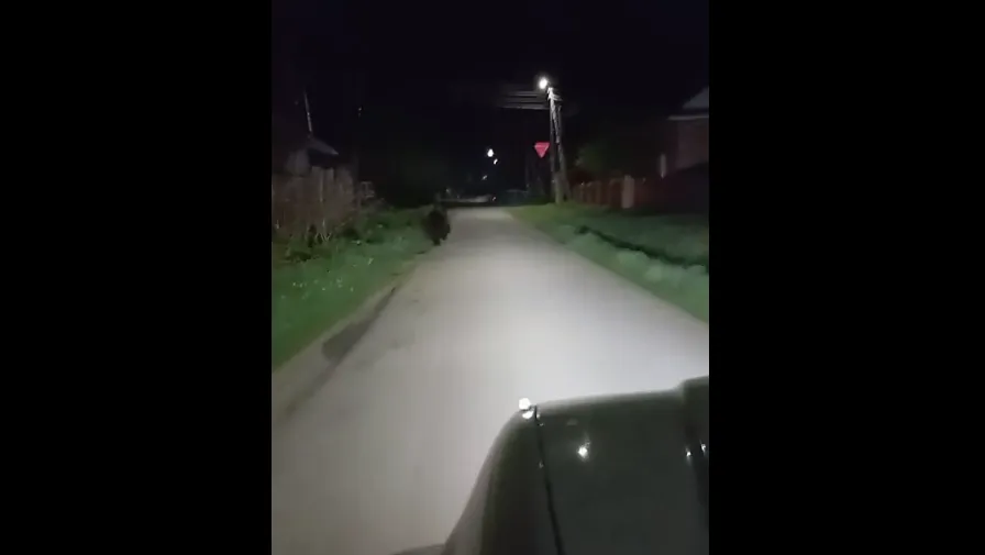 В Ермаковском районе медведь гулял по улицам села
