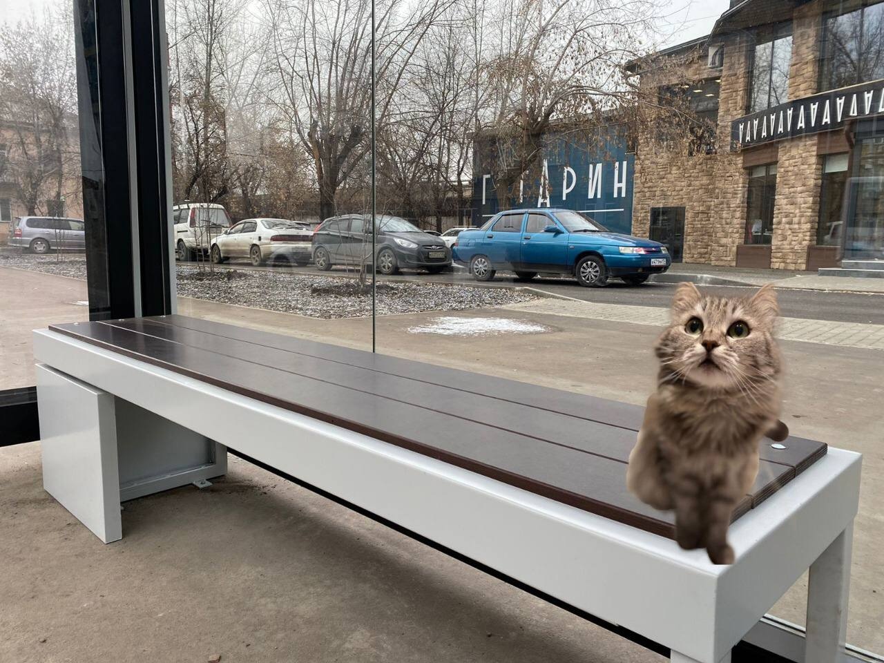 Кошка Лиля из Красноярска стала знаменитостью в социальных сетях