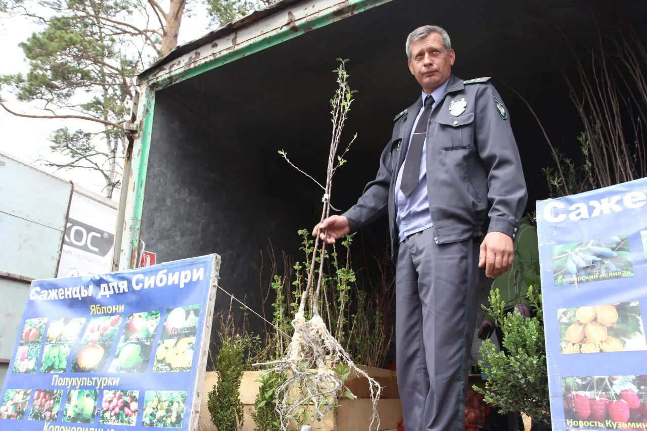 В Красноярске выявили более 600 саженцев плодовых культур несуществующих сортов