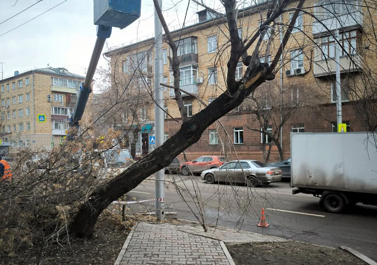 В центре Красноярска снесли старые и аварийные деревья