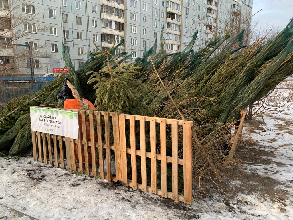 В Красноярске в этом году не будет специальных пунктов для сбора елок