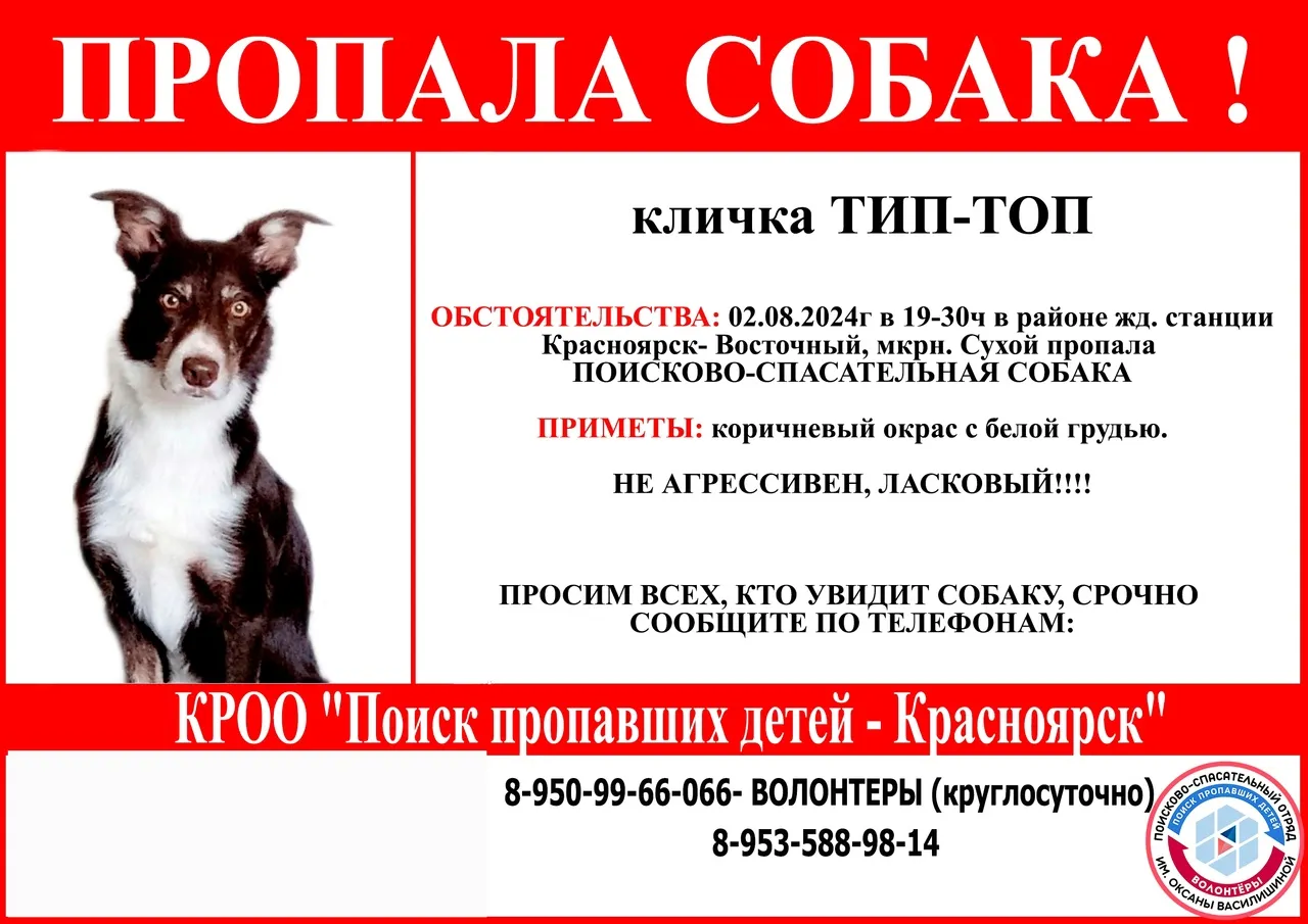 В Красноярске пропала собака волонтеров «Поиска пропавших детей»