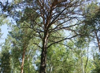 Жителей края приглашают проголосовать за 154-летнюю Шушенскую сосну