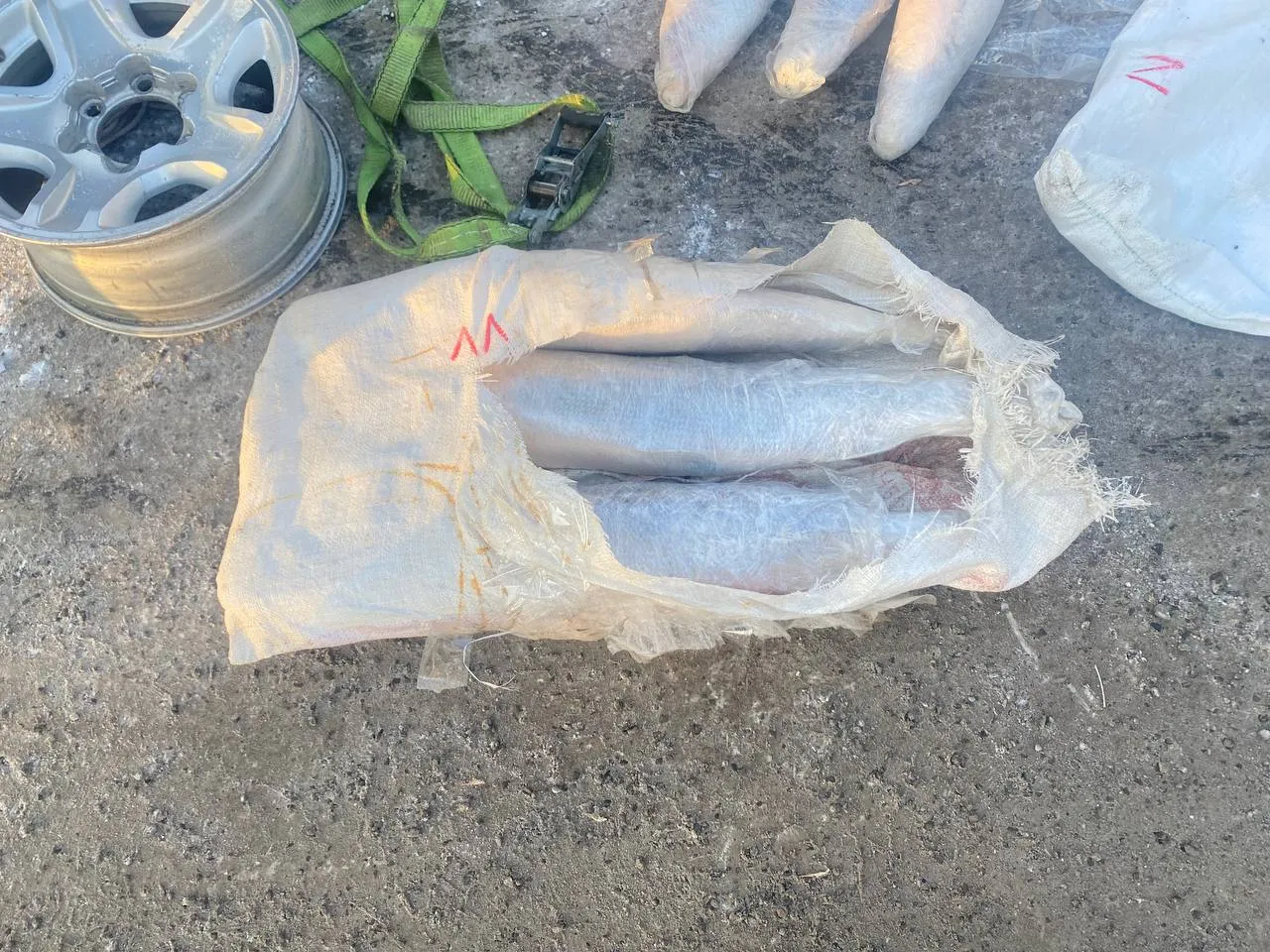 Под Красноярском задержали рыбака с уловом на полмиллиона рублей