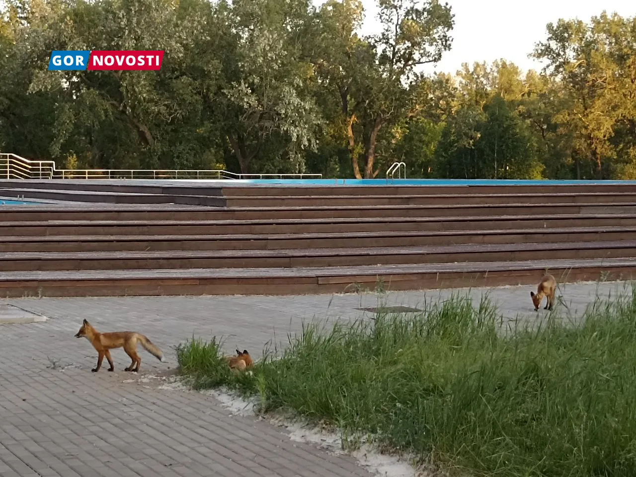 С начала года в Красноярском крае от укуса лисы пострадал один мужчина