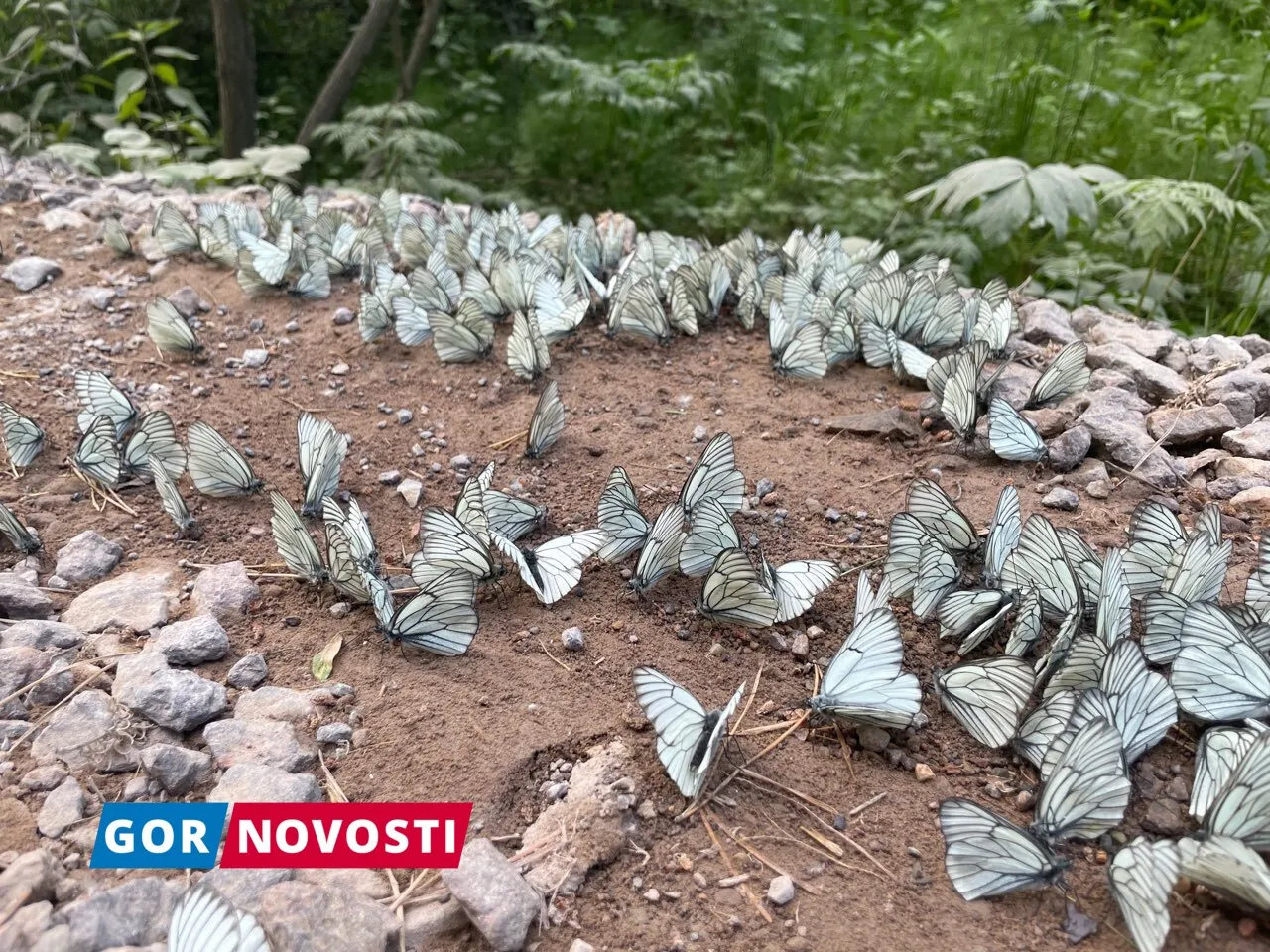 В красноярской «Гремячей гриве» заметили массовое нашествие бабочек