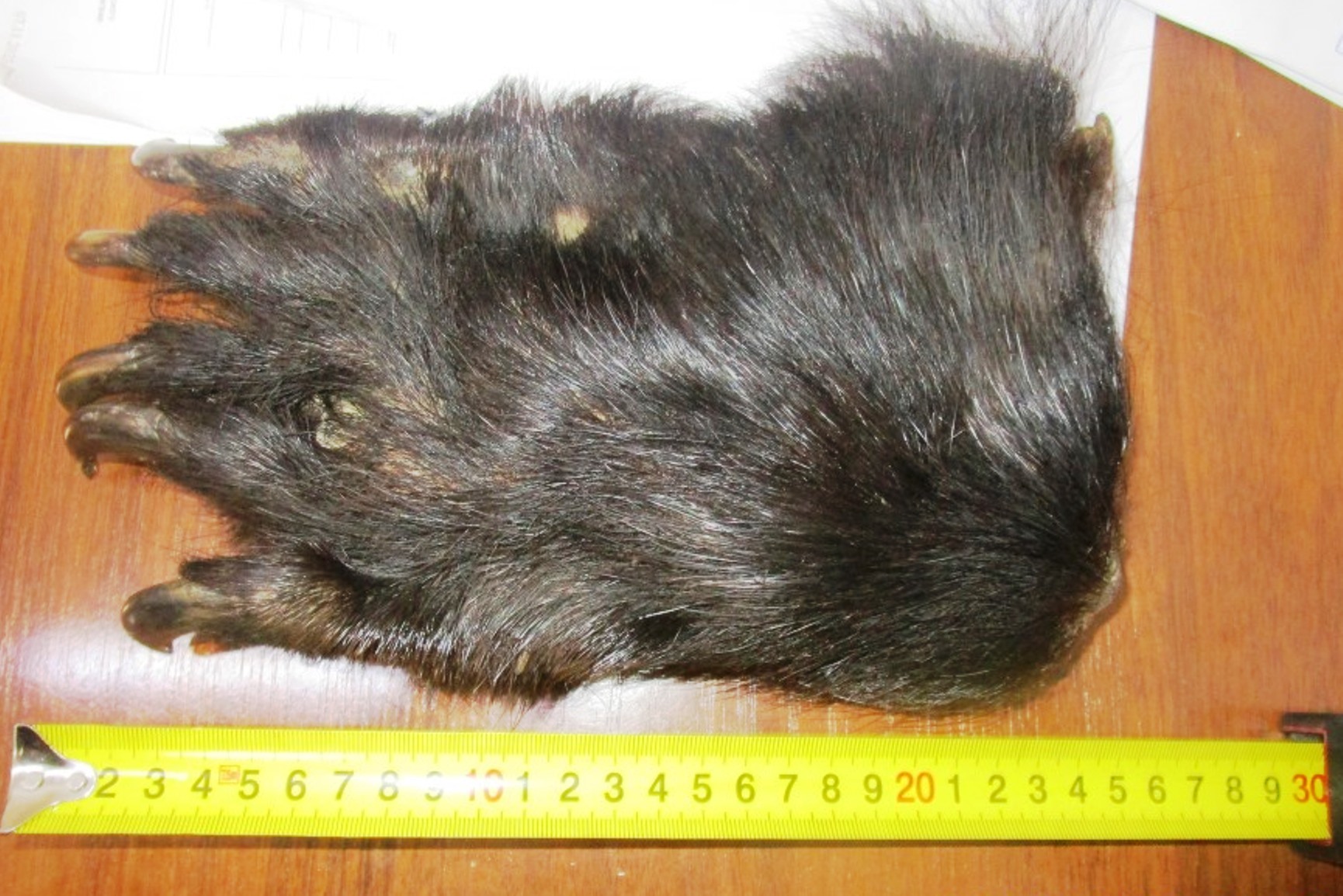 лапы 1.jpg
