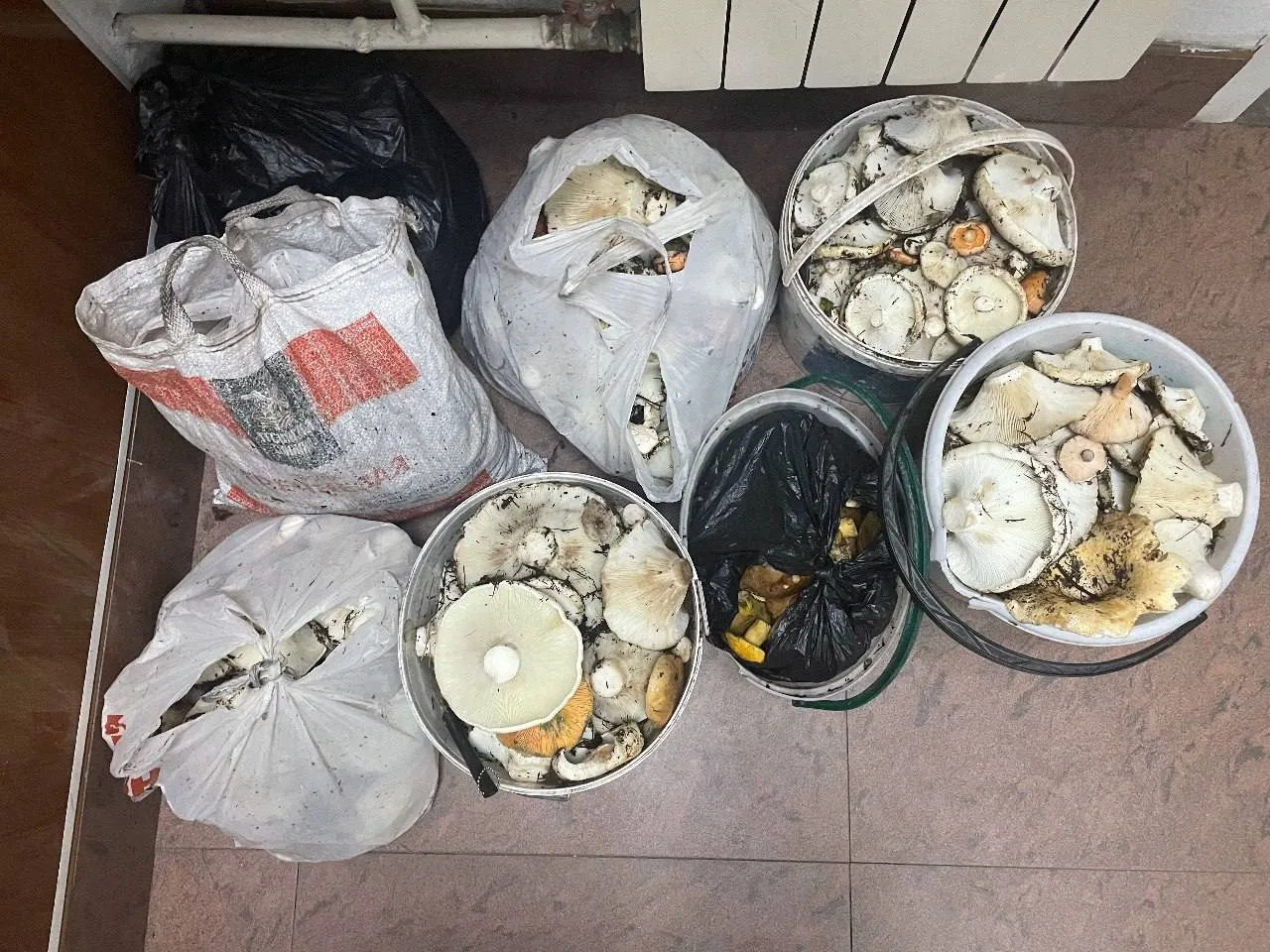 В Красноярском крае полицейские нашли заблудившихся грибников из Хакасии