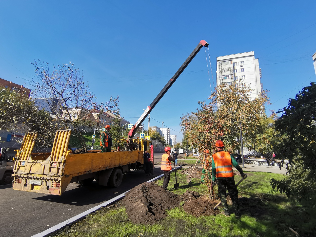 В Ленинском районе Красноярска посадили больше 5000 деревьев