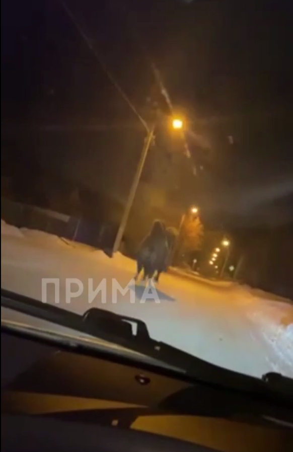 В Зеленогорске автомобилист заметил бегающего верблюда