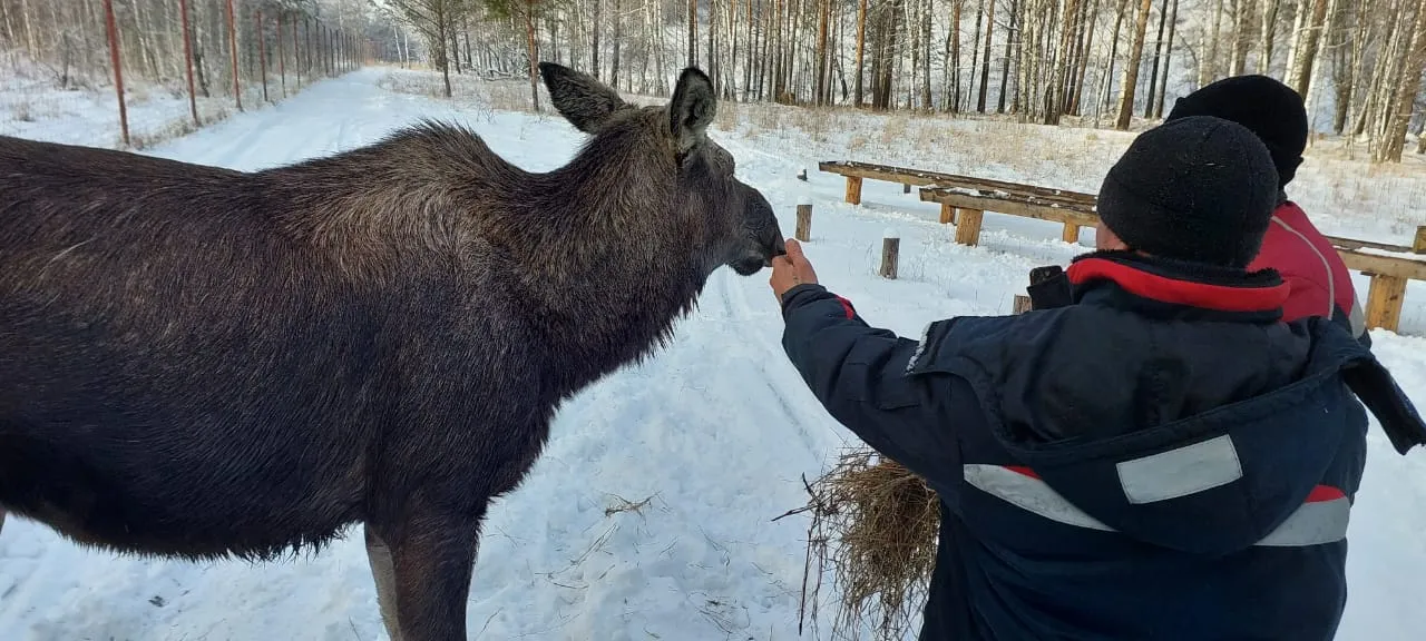 В Красноярском крае двух спасенных самок лося выпустили в естественную среду