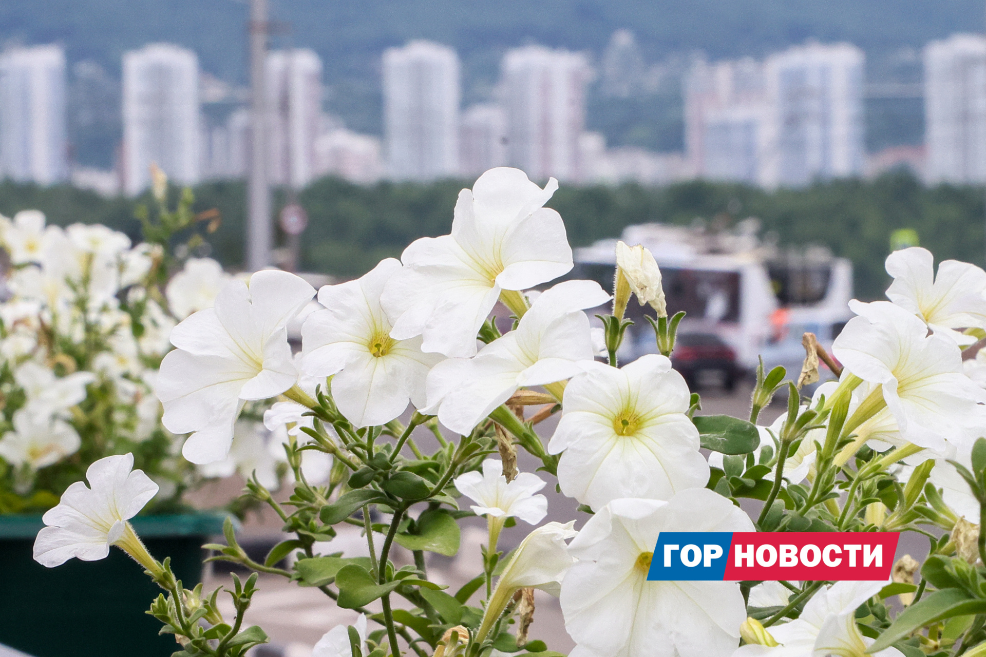 В Красноярском крае у садовода вместо петунии взошёл подорожник