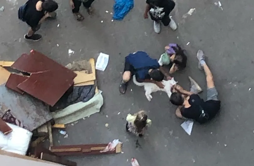 В Красноярске женщина выбросила кошку с 7 этажа общежития в Зеленой Роще