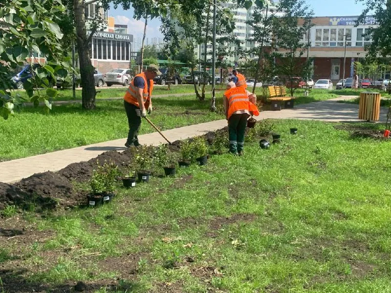 В Красноярске на клумбах сквера Казачьего высадили рябины и сирень