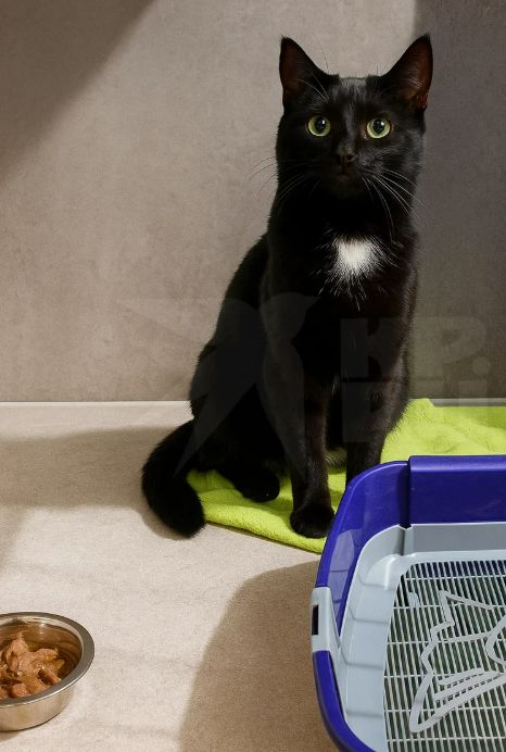 Скриншот 25-11-2025 095858.jpg