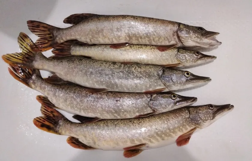 Самой популярной рыбой в Красноярском крае стали хариус и щука