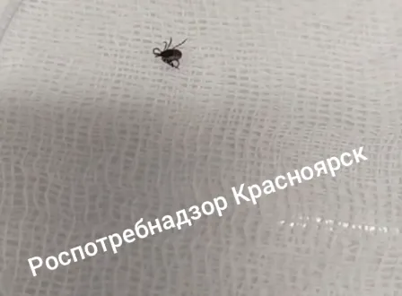 В Красноярске зафиксирован первый укус клеща в новом сезоне