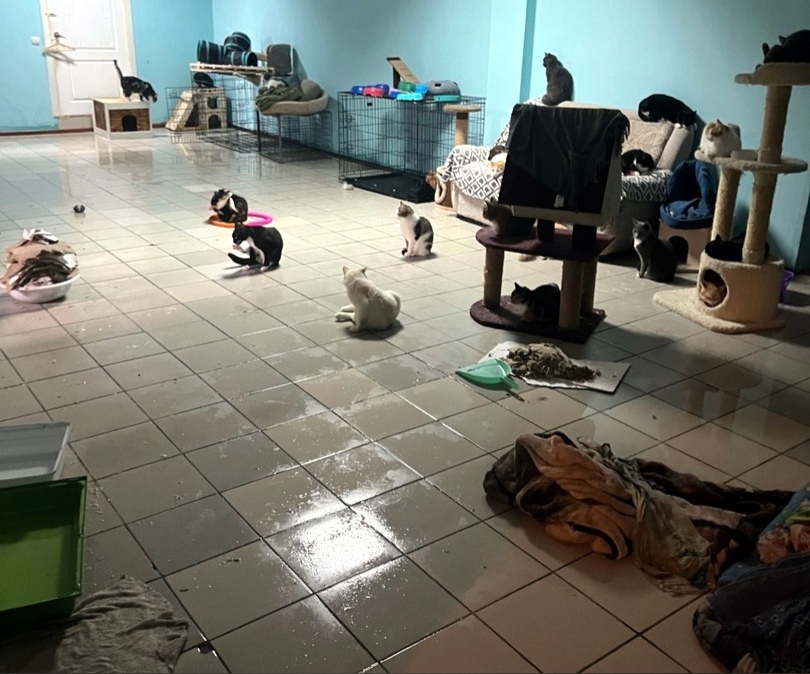 В Красноярске вновь затопило приют для кошек Ozzi Home