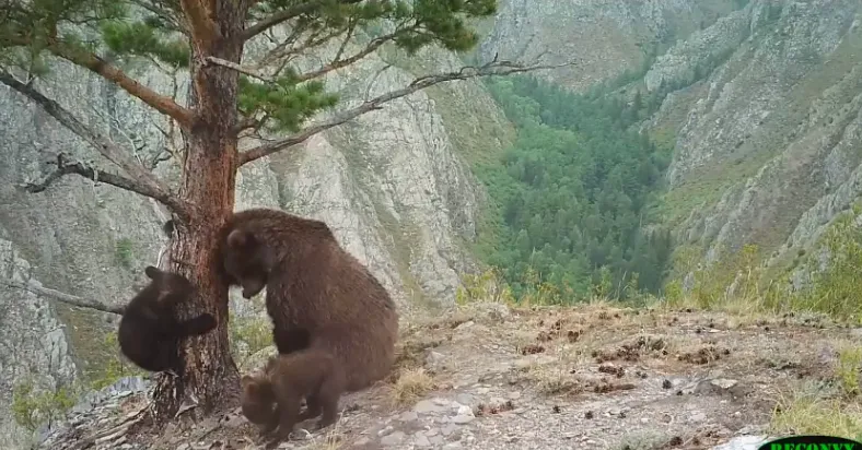 На юге Красноярского края запечатлели игры медвежьей семьи