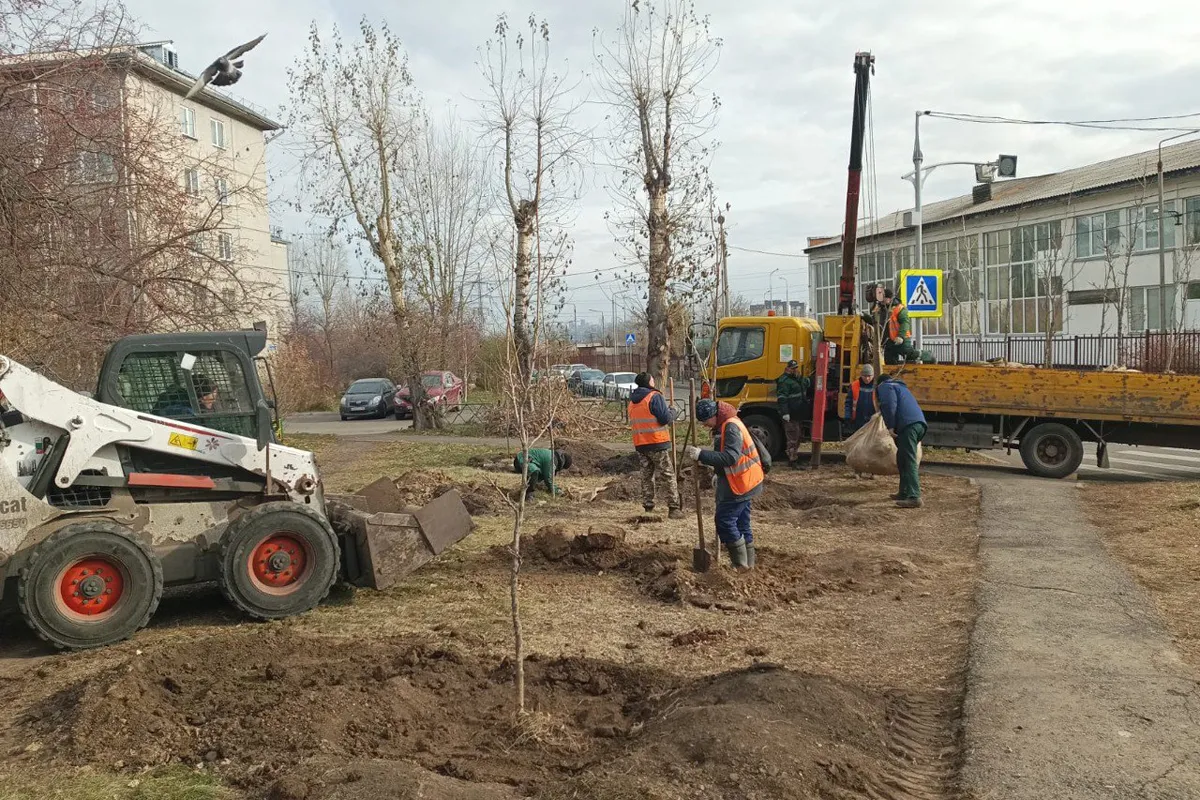 Почти 500 деревьев высадили озеленители за прошлую неделю в Красноярске