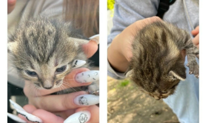 В Красноярске бойцы трудового отряда нашли котят и передали их в приют