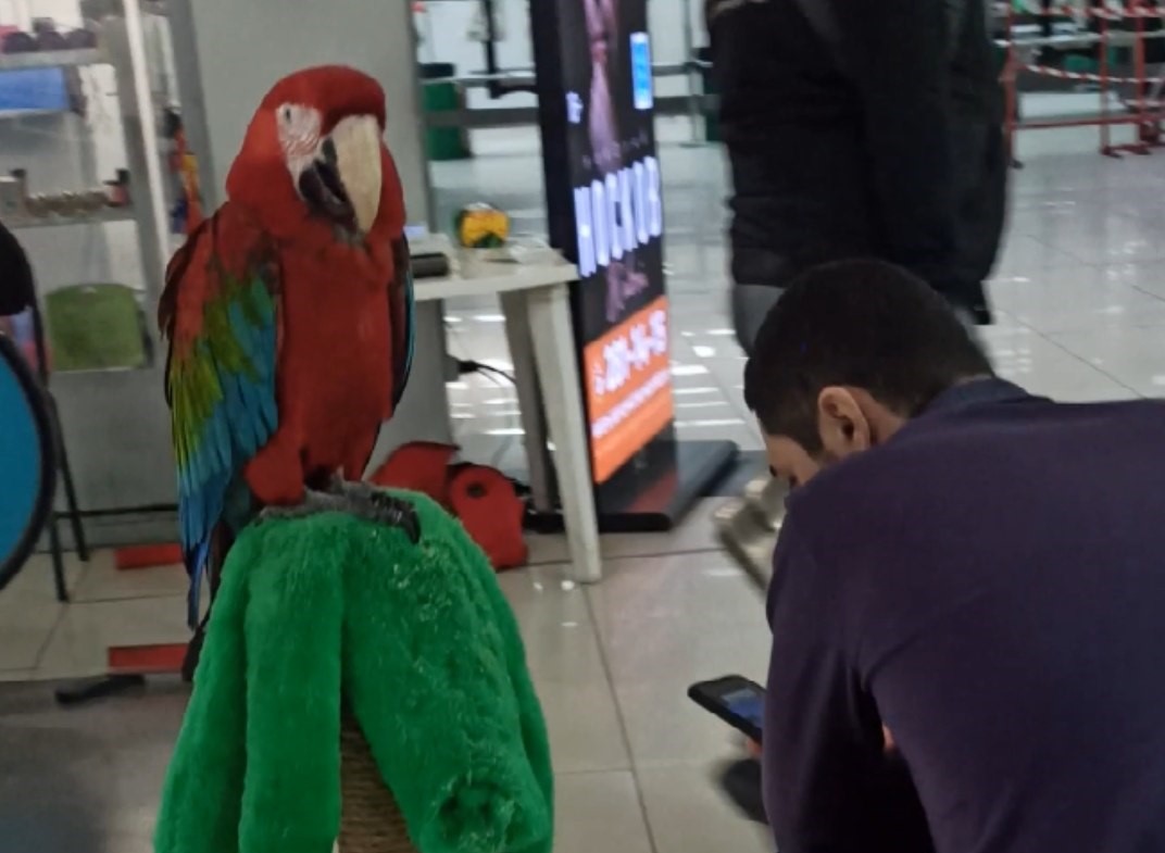 Предприниматель незаконно устраивал фотосессии с экзотическими животными в красноярских ТЦ