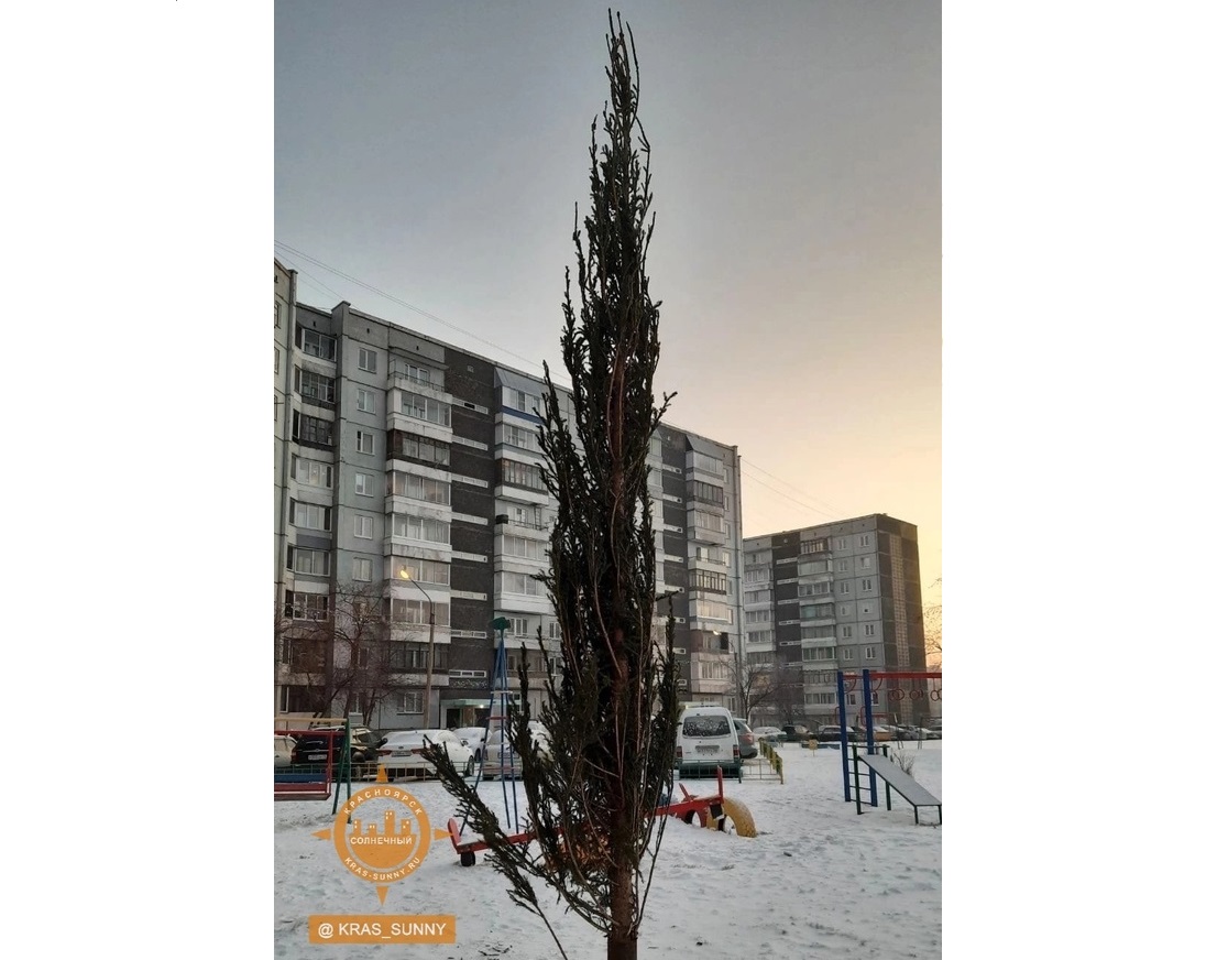 Жителям Солнечного в Красноярске установили во дворе «лысую» новогоднюю ёлку