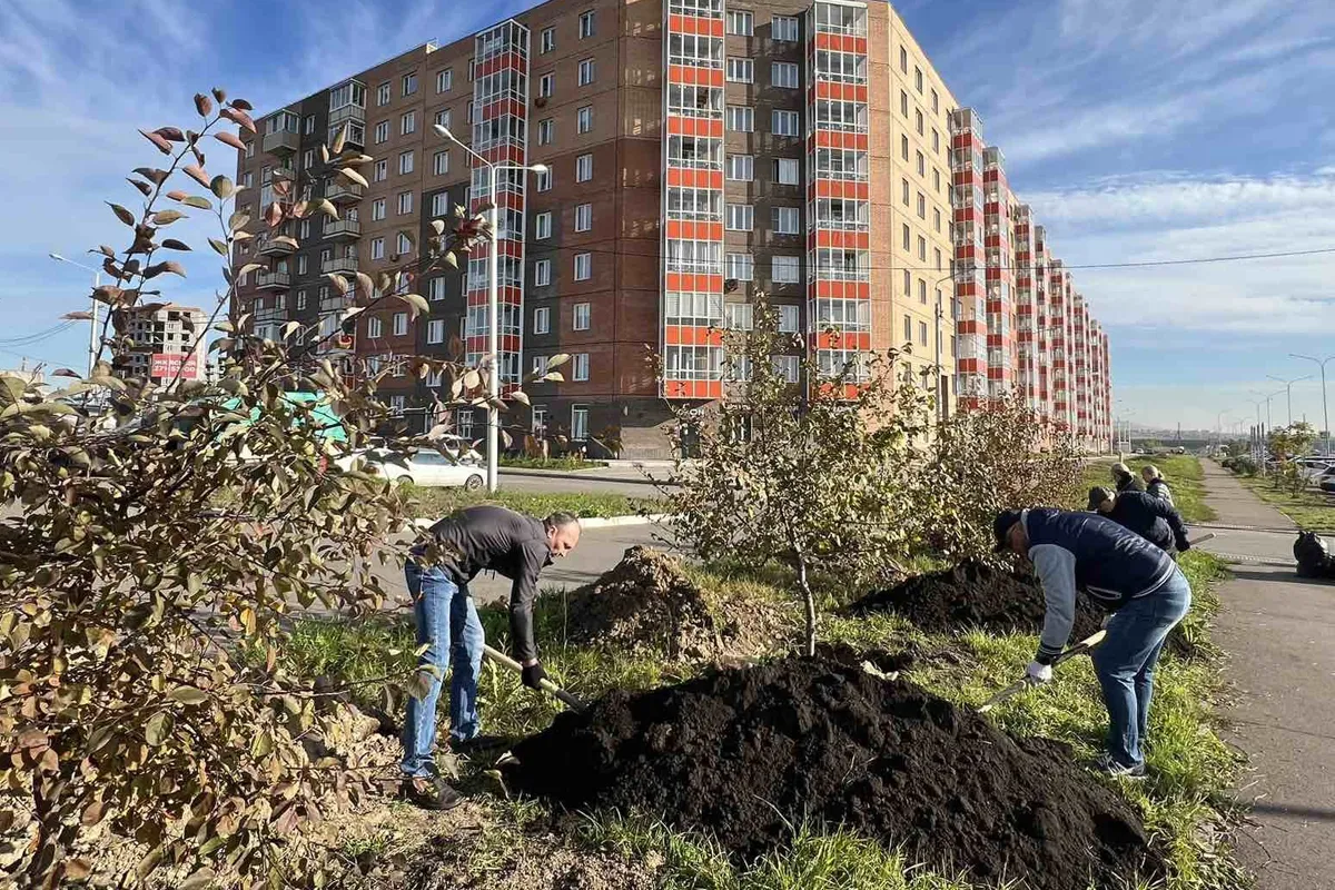 В Красноярске высадили 4124 дерева за прошедшую неделю